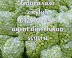 Misalnya, ada beberapa buah yang dianggap biasa di indonesia, ternyata masih disebut aneh di luar negeri. Pemborong Buah Buahan Tempatan Dan Luar Negara Thailand Termurah Zieylah Community Facebook
