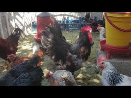 Pin On Australorp