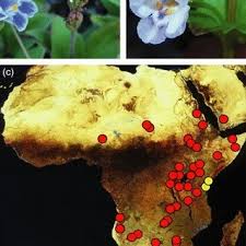 Image result for Crepidorhopalon whytei