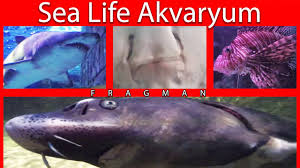 Sea Life Akvaryum Forum Istanbul Fragman Youtube