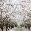 Flowering almond trees in california's central valley. 3