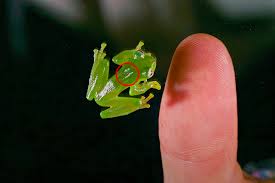 Image result for glass frog