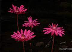 Color changing images for whatsapp. Best Blooming Flowers Gifs Gfycat