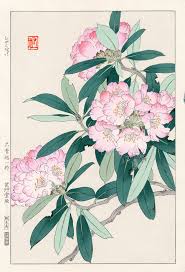 Rhododendron By Yuichi Osuga From Shodo Kawarazaki Spring Flower Japanese Woodblock Prints Japanese Woodblock Printing Japanese Art Flower Drawing