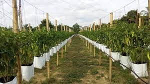 Tanaman cili, timun fertigasi, kegunaan, cili merah, jenis, bioteknologi, tanaman, sayur, kebun, pertanian, benih, sayuran, kaedah, pokok, hidroponik, pasaran, halia, pengeluaran, ladang. Fertigasi Sahabat Kebun Anda