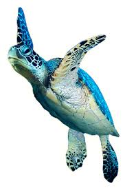 Turtle Sea Turtle Art Turtle Painting Green Sea Turtle