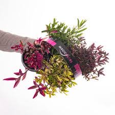 Hebe Shrubs and Hedges for sale