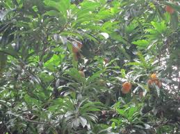 It has the texture of a hard boiled egg yolk, taste is lightly sweet, bright yellow flesh. Egg Yolk Fruit Tree Picture Of Xinglong Tropical Botanical Garden Wanning Tripadvisor