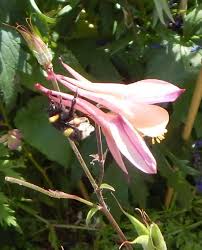 How far can a bee fly without stopping? How Far Do Bees Fly For Food A Look At The Research