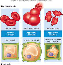 Wsmwsh Animal Cell Osmosis Cell Wall