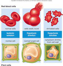 Animals such as mammals, reptiles and amphibians can be made up of millions and millions of cells. Wsmwsh Hypotonic Solutions Osmosis Animal Cell