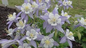 Maybe you would like to learn more about one of these? Jc Raulston Arboretum 2018 2019 Perennials Trial Report
