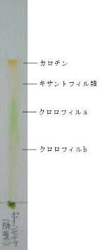葉はなぜ緑色
