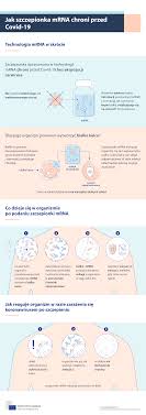 The refrigeration conditions may have to do with how the mrna was. Infographic How Mrna Vaccines Protect You Against Covid 19