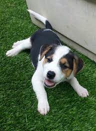 Border Collie Jack Russel Mix Puppy Jack Russell Mixed Puppies Jack Russell Terrier