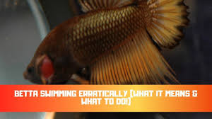 Betta Fish Swimming Erratically Should You Worry Betta Care Fish Guide