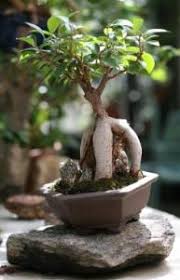 Résultat de recherche d'images pour "braided fig tree"