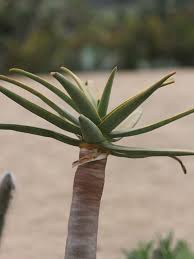 Image result for Aloe barendii
