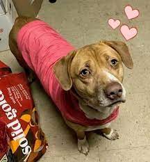 Maybe you would like to learn more about one of these? Dog For Adoption Labs Labs Lab Mixes A Labrador Retriever Mix In Mount Laurel Nj Petfinder