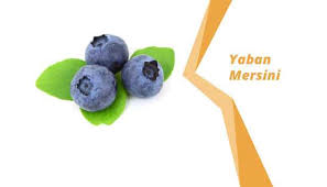 Yaban mersini çayının bayanlarda özel günlerin etkisini azalttığı ve düzene sokmaktadır. Yaban Mersini Faydalari Ve Zararlari Nelerdir Nasil Saklanir Ve Kullanilir