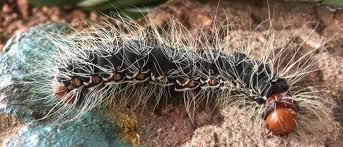 Image result for Caloncoba crepiniana