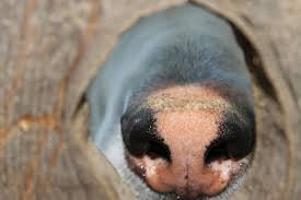 If your cat has a runny nose, you may be wondering if you should bring him into a vet. What To Do About A Dry Cracked Or Crusty Dog Nose Dog Nose Moisturizer Dry Dog Nose Dog Nose Care