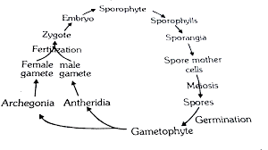 We did not find results for: Gametophytic And Sporophytic Phases Are Independent In
