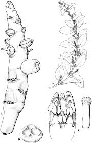 Image result for Vanwykia remota