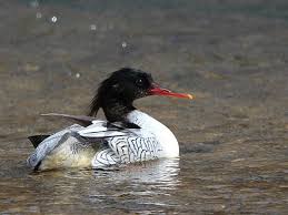 Check spelling or type a new query. Scaly Sided Merganser Mergus Squamatus Birds Of Russia