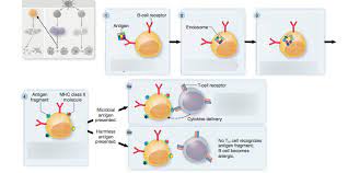 Maybe you would like to learn more about one of these? Microbio Exam 3 Past Exam Questions Diagram Quizlet