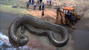 Biggest Python Snake Giant Anaconda World S Biggest Snake Found In Amazon River 3 Giant Anaconda World Biggest Snake World S Largest Snake