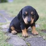 Dachshund Puppies for Sale | Lancaster Puppies