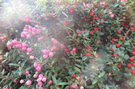 Image result for Pollichia campestris