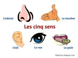 Les 5 Sens Les Cinq Sens 5 Sens Upe2a