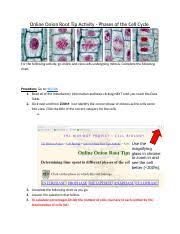 Write the photos of lilly meiosis stages; Copy Of Wadenby Copy Onion Root Tip Virtual Lab Docx Online Onion Root Tip Activity Phases Of The Cell Cycle For The Following Activity Go Online And Course Hero