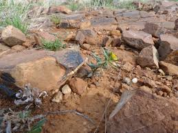 Image result for Talinum crispatulum