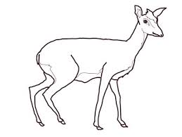Dik Dik Coloring Page Coloring Pages Dik Dik Free Printable Coloring Pages