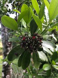 Image result for Canellaceae