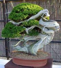 Bonsai trees are living miniature trees which increase in beauty and value as they mature over the years. 900 Infinite Shadows Ideas Bonsai Tree Bonsai Bonsai Garden