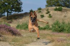 Was ist typisch für den deutschen schäferhund? Der Belgische Schaferhund Ein Zuverlassiger Aber Anspruchsvoller Begleiter Covomo Magazin