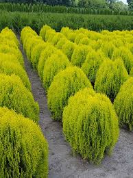 Aurea is enterprise software, reimagined: Thuja Orientalis Aurea Nana Morgenlandischer Lebensbaum Aurea Nana Gunstig Kaufen