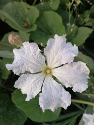 Image result for Lagenaria