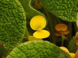 Image result for Staudtia