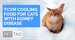 Tcvm Cooling Food For Cats With Kidney Disease In 2020 Kidney Disease Cats Disease