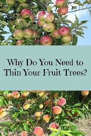Dwarf apple trees will start bearing fruit 2 to 3 years after planting. It S Time To Thin Fruit Trees Western Garden Centers
