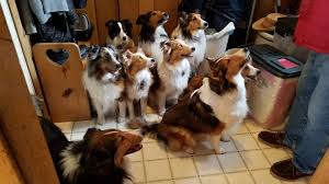 However, not all miniature shelties are created equal. Southern Minnesota Shelties Home Facebook