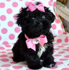 Tiny Peekapoo Puppy Adorable Black Princess Amazing Lush Coat 21 Oz At 8 Weeks She Is Breath Taking Sold Moving To Tampa Poodle Mix Poodle Mix Breeds Cute Puppies