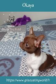 Epingle Par Grisous Tiny World Sur Chiots Chihuahuas Nes A L Elevage Elevage Chihuahua Chihuahua Bebe Chihuahua