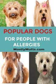 Hypoallergenic Dogs Dogs For Allergy Sufferers Mostly Mutts Hypoallergenic Dogs Hypoallergenic Dog Breed Hypoallergenic Dogs Large