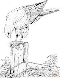 Heron are fascinating large birds with an enormous wingspan. Hawk Catches And Eats Lizard Super Coloring Bird Coloring Pages Animal Coloring Pages Coloring Pictures